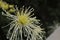 Closeup of blooming rare chrysanthemum flowers on green blur background