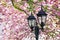 Closeup of Blooming Sakura Tree with street Lantern