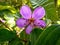 Closeup of a blooming Senggani flower or Asian melastome (Melastoma candiidum)