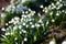 Closeup of Blooming snowdrop flowers