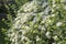 Closeup of a Blooming Spirea Bush in a Garden #3