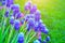 Closeup of blooming spring flowers - muscari.