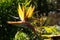 Closeup of blooming Strelitzia isolated in green nature background