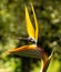 Closeup of blooming Strelitzia isolated in green nature background