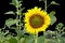 Closeup blooming sunflower on a black background