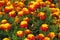 Closeup of blooming Tagetes in field