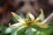 Closeup of blooming Trillium luteum flower