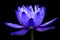 Closeup blooming waterlily or lotus flower isolated in black ba