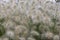 Closeup of a blooming white feathertop with sunlight on