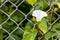 Closeup of blooming white hedge bindweed flower calystegia sepium climbing. Shallow depth of field.