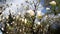 Closeup of a blooming white magnolia in a botanical garden against a blue sky