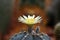 Closeup blooming yellow cactus flower is Astrophytum asterias is a species of cactus plant in the genus Astrophytum with blurred b