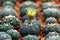 Closeup blooming yellow cactus flower is Astrophytum asterias is a species of cactus plant in the genus Astrophytum with blurred n