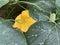 Closeup of a blooming yellow pumpkin flower and a tender new bud with large green leaves in the drizzle rain