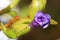 Closeup of the blossom of a Brunfelsia pauciflora, otherwise known as a yesterday-today-and-tomorrow.