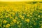 Closeup on blossom canola or colza flowers field