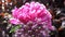 Closeup of a blossom Chinese peony pink flower, nature background