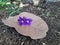 Closeup blossom flower of Sandpaper vine, Queens Wreath, Purple Wreath on brown leaf on ground floor