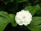 Closeup blossom jasmine flower