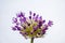 Closeup of the blossom of a Persian onion allium cristophii