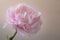 Closeup a blossom pink roes against white background