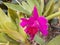 Closeup blossom purple Cattleya orchid flower, blurred green leaves background