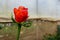 Closeup of blossom red rose in glasshouse in daytime in rural area for love, passion, travel, agritourism, agrotourism