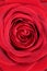 Closeup blossom red rose on mothers day or Valentine\'s day