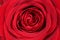 Closeup blossom red rose on Valentine\'s day