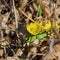 Closeup of the blossom of a winter aconite Eranthis hyemalis