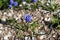 Closeup of the blossomed beautiful blue Grape hyacinth flower in the garden