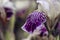 Closeup of the blossomed beautiful purple iris flower in the garden