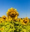 Closeup of a blossomed sunflower in a sunflower field on a sunny day with blue sky above