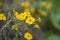 Closeup of the blossomed yellow hoary cinquefoil flowers