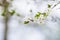 Closeup of blossoming cherry apple trees on a sunny spring day