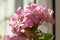 Closeup of blossoming Pelargonium, flowering houseplant