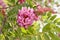 Closeup blossoming pink acacia known as Robinia Viscosa.