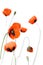 Closeup blossoming red poppies on white background
