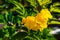 Closeup of the blossoming tecoma stans also called ginger thomas, trumpet flower or yellow elder