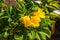 Closeup of the blossoming tecoma stans also called ginger thomas, trumpet flower or yellow elder