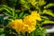 Closeup of the blossoming tecoma stans also called ginger thomas, trumpet flower or yellow elder