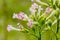 Closeup of a blossoming tobacco plant.