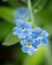 Closeup of the blossoms of a forget me not flower