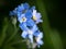 Closeup of the blossoms of a forget me not flower
