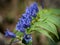 Closeup of blossoms of Gentiana asclepiadea in the alps