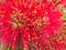 Closeup blossoms of NZ Christmas Tree Pohutukawa