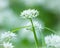 Closeup of the blossoms of wild garlic