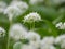 Closeup of the blossoms of wild garlic