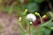 Closeup blowball dandelion flower