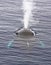 Closeup of a blowing humpback whale (Megaptera novaeangliae)